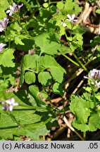 Cardamine chelidonia (rzeżucha glistnikowata)