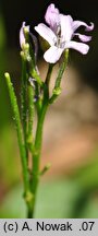 Cardamine chelidonia (rzeżucha glistnikowata)