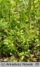 Cardamine chelidonia (rzeżucha glistnikowata)