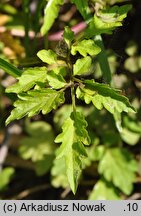 Cardamine chelidonia (rzeżucha glistnikowata)