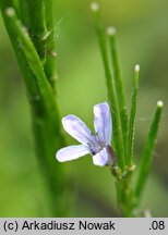 Cardamine chelidonia (rzeżucha glistnikowata)