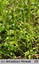 Cardamine chelidonia (rzeżucha glistnikowata)