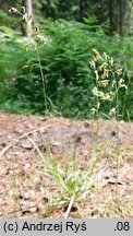 Festuca tenuifolia (kostrzewa nitkowata)