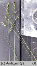 Festuca tenuifolia (kostrzewa nitkowata)