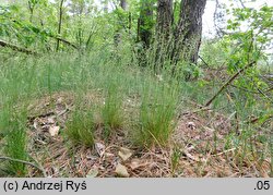 Festuca tenuifolia (kostrzewa nitkowata)