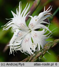 Dianthus arenarius ssp. borussicus (goździk piaskowy)