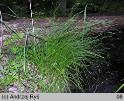 Carex ×boenninghausiana