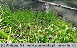 Eleocharis mamillata (ponikło sutkowate)