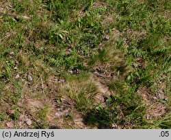 Festuca tenuifolia (kostrzewa nitkowata)