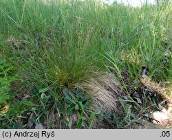 Festuca tenuifolia (kostrzewa nitkowata)