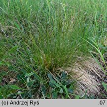 Festuca tenuifolia (kostrzewa nitkowata)