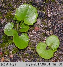 Adenophora liliifolia (dzwonecznik wonny)