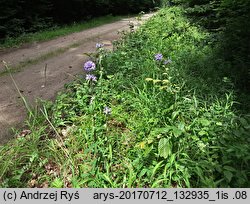 Campanula cervicaria (dzwonek szczeciniasty)