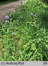 Campanula cervicaria (dzwonek szczeciniasty)