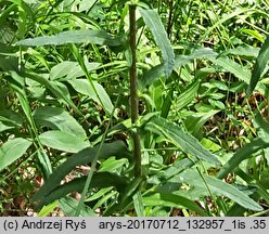 Campanula cervicaria (dzwonek szczeciniasty)