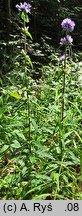 Campanula cervicaria (dzwonek szczeciniasty)