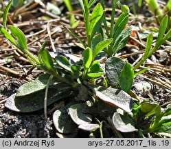 Polygala amarella (krzyżownica gorzkawa)