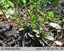 Polygala amarella (krzyżownica gorzkawa)