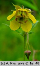 Geum ×intermedium (kuklik pośredni)