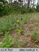 Erysimum marschallianum (pszonak sztywny)