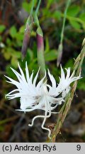 Dianthus arenarius ssp. borussicus (goździk piaskowy)