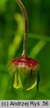 Geum ×intermedium (kuklik pośredni)