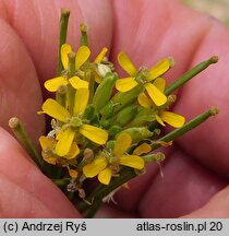 Erysimum marschallianum (pszonak sztywny)