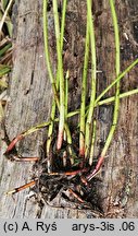 Eleocharis mamillata (ponikło sutkowate)