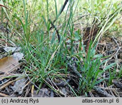 Dianthus arenarius (goździk piaskowy)
