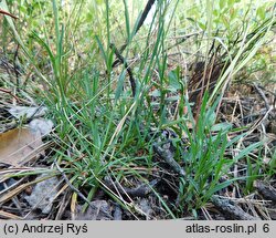 Dianthus arenarius ssp. borussicus (goździk piaskowy)