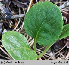 Pyrola media (gruszyczka średnia)