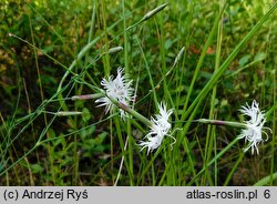 Dianthus arenarius ssp. borussicus (goździk piaskowy)