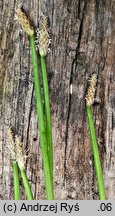 Eleocharis mamillata (ponikło sutkowate)