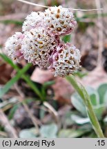 Antennaria dioica (ukwap dwupienny)