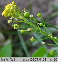 Neslia paniculata (ożędka groniasta)