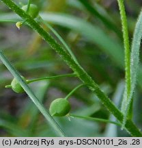 Neslia paniculata (ożędka groniasta)