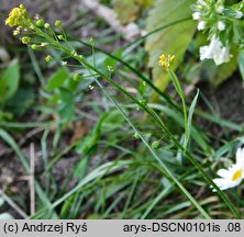 Neslia paniculata (ożędka groniasta)