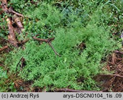 Stellaria longifolia (gwiazdnica długolistna)