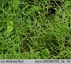 Stellaria longifolia (gwiazdnica długolistna)