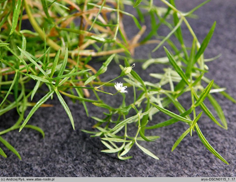 Stellaria longifolia (gwiazdnica długolistna)