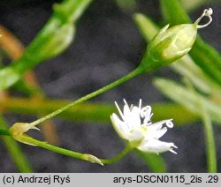 Stellaria longifolia (gwiazdnica długolistna)