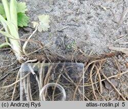 Ranunculus acris ssp. friesianus