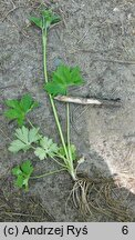 Ranunculus acris ssp. friesianus