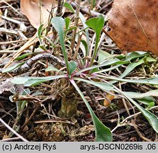 Silene otites (lepnica wąskopłatkowa)