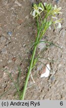 Sisymbrium altissimum (stulisz pannoński)