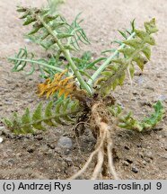 Sisymbrium altissimum (stulisz pannoński)