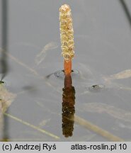 Potamogeton gramineus (rdestnica trawiasta)