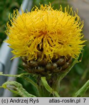 Centaurea macrocephala (chaber wielkogłówkowy)