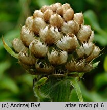 Centaurea macrocephala (chaber wielkogłówkowy)