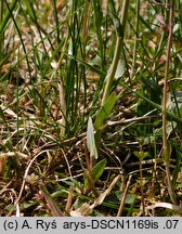 Thlaspi caerulescens ssp. caerulescens (tobołki alpejskie)